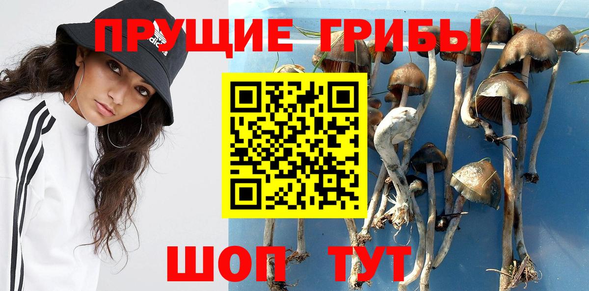 Галлюциногенные грибы Psilocybine cubensis  Вход с VPN  Тамбов  Галлюциногенные грибы прущие грибы 